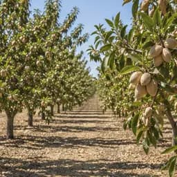 Representative image for Fruit and Tree Nut Farming