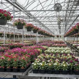 Representative image for Greenhouse, Nursery, and Floriculture Production