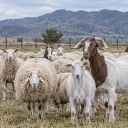 Representative image for Sheep and Goat Farming